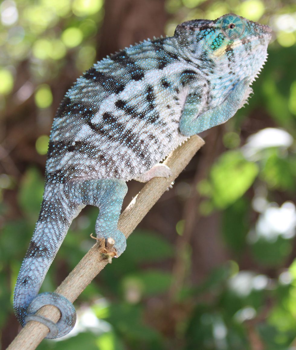 Panther Chameleons For Sale - Chromatic Chameleons