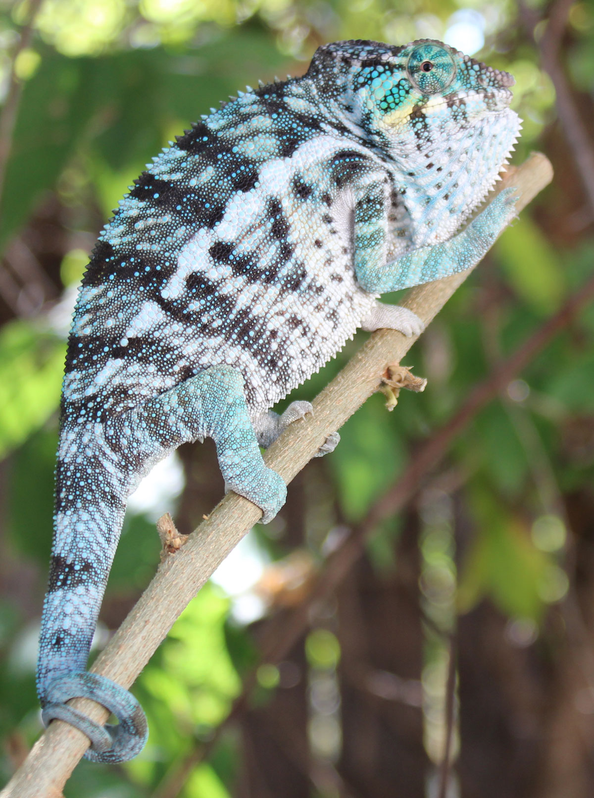 Panther Chameleons For Sale - Chromatic Chameleons