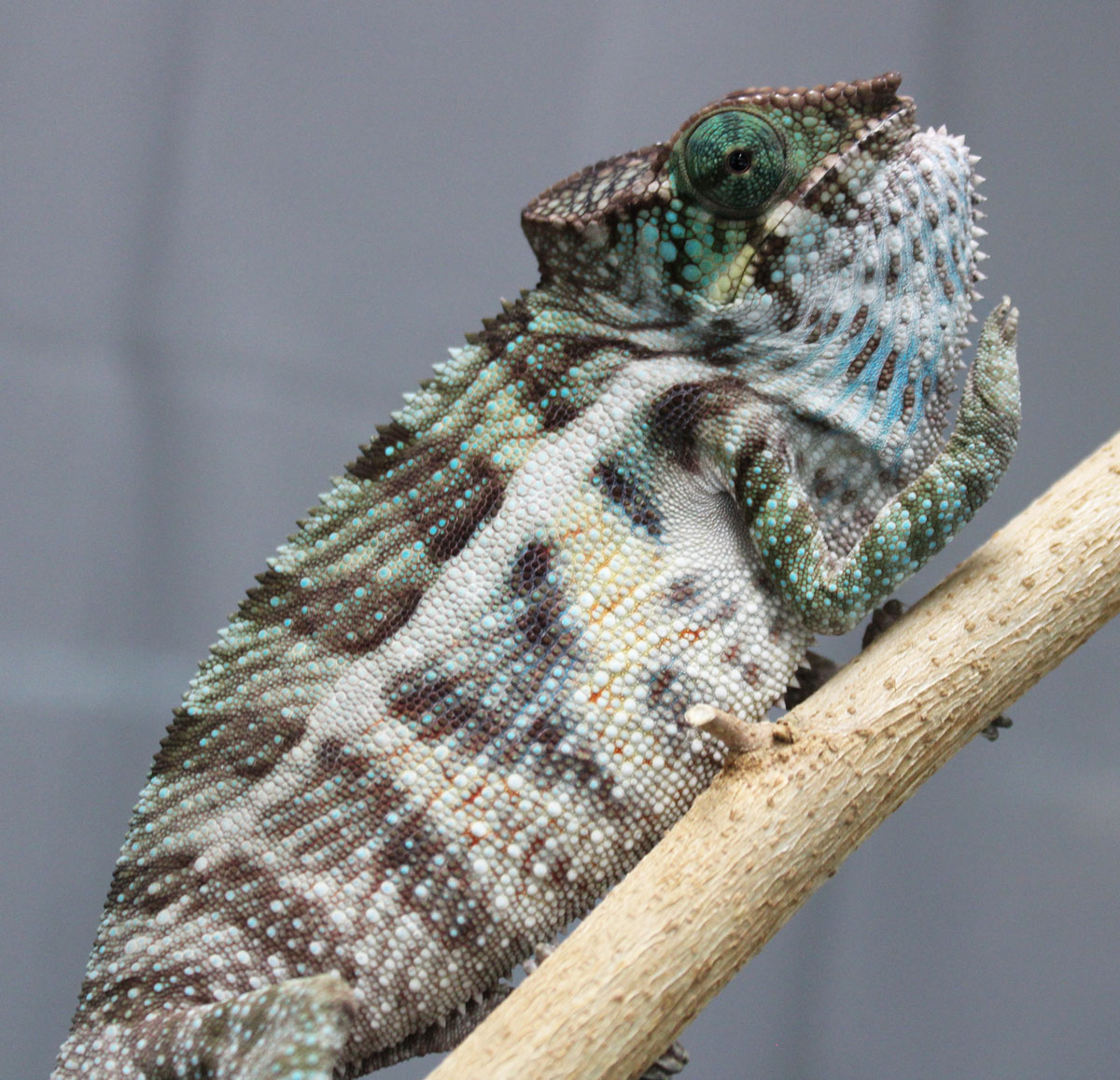 Panther Chameleons For Sale - Chromatic Chameleons