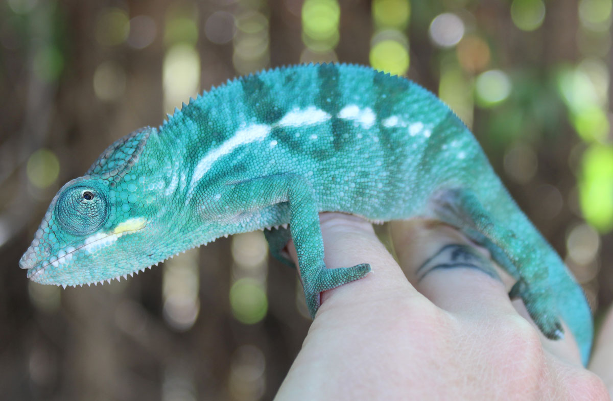 Panther Chameleons For Sale - Chromatic Chameleons