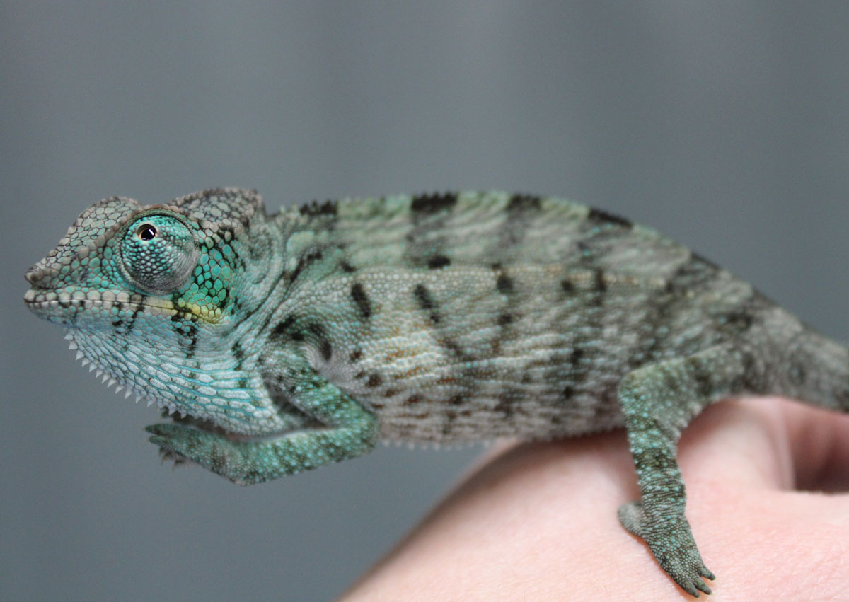 Panther Chameleons For Sale - Chromatic Chameleons