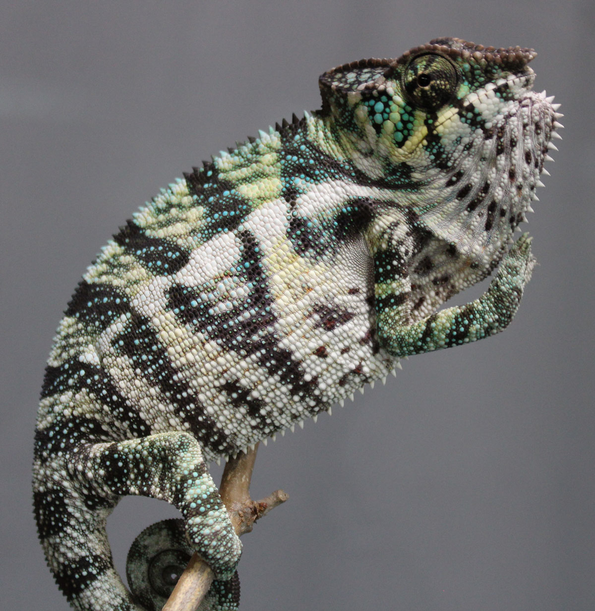 Panther Chameleons For Sale - Chromatic Chameleons