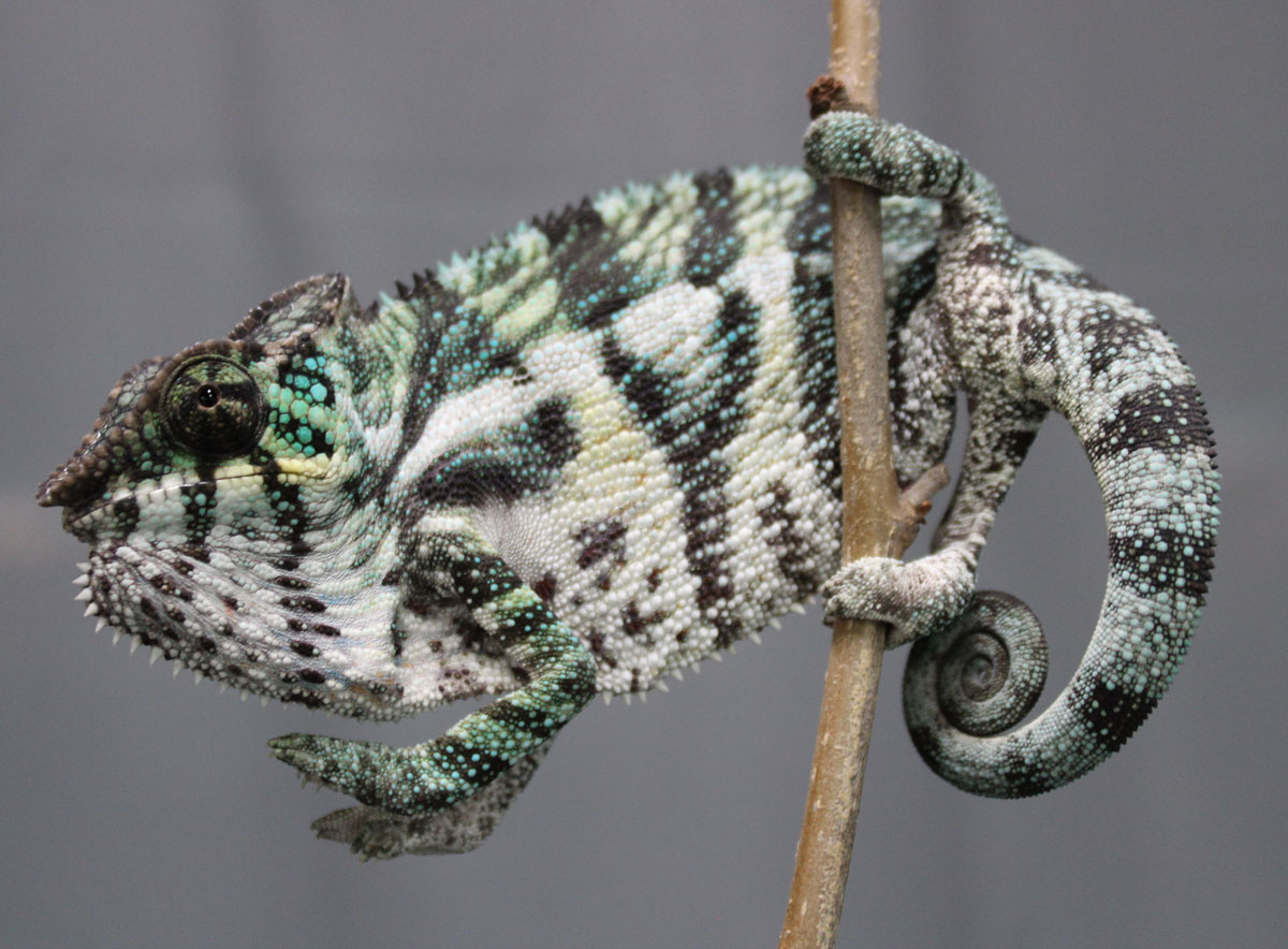 Panther Chameleons For Sale - Chromatic Chameleons