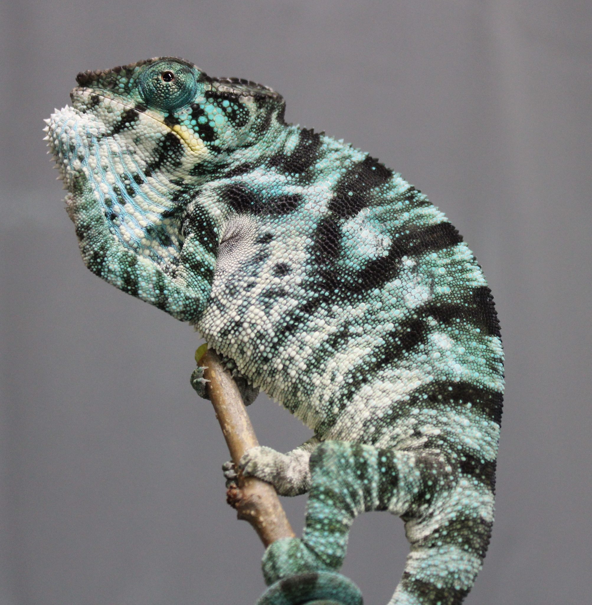 Panther Chameleons For Sale - Chromatic Chameleons