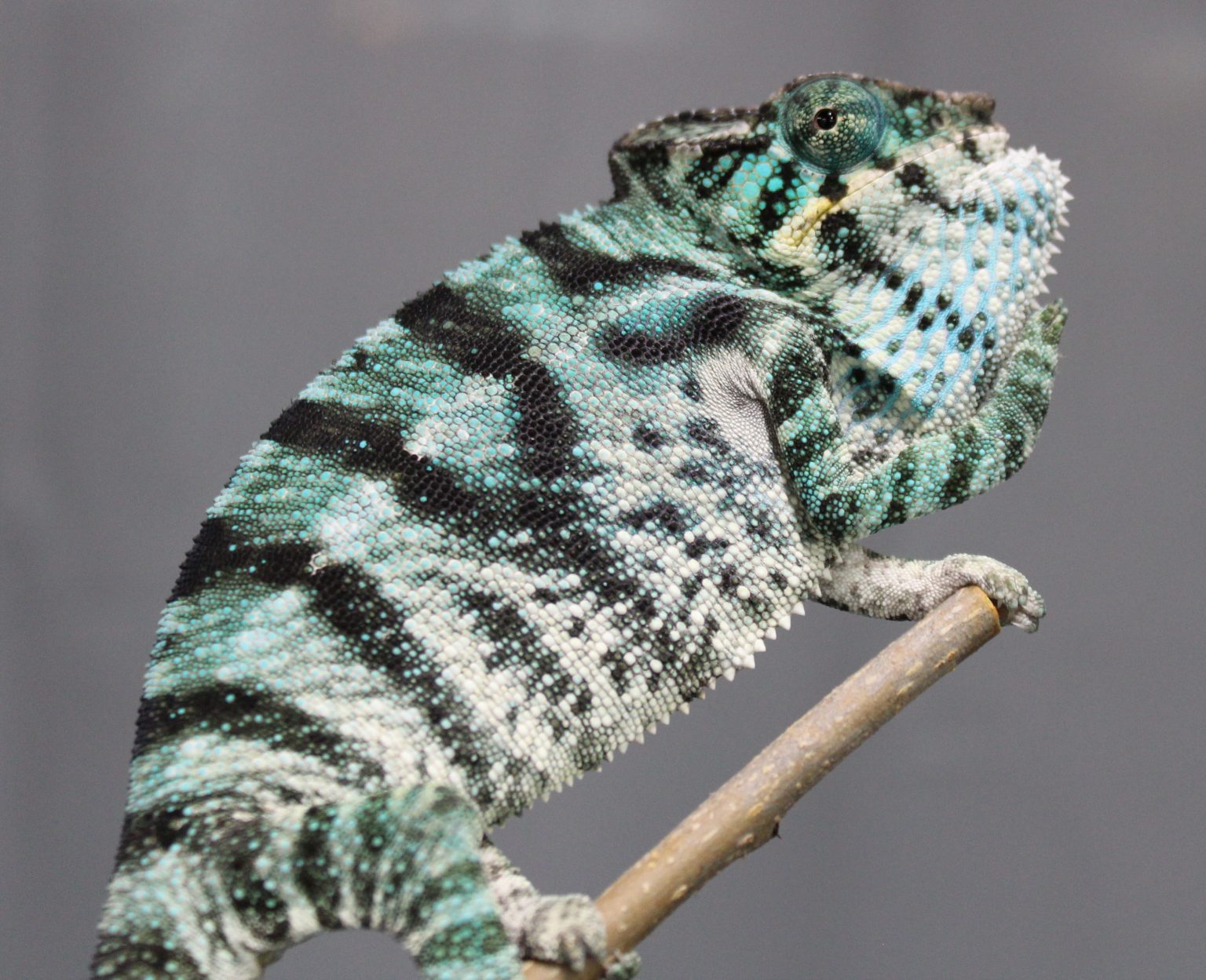 Panther Chameleon For Sale - Chromatic Chameleons