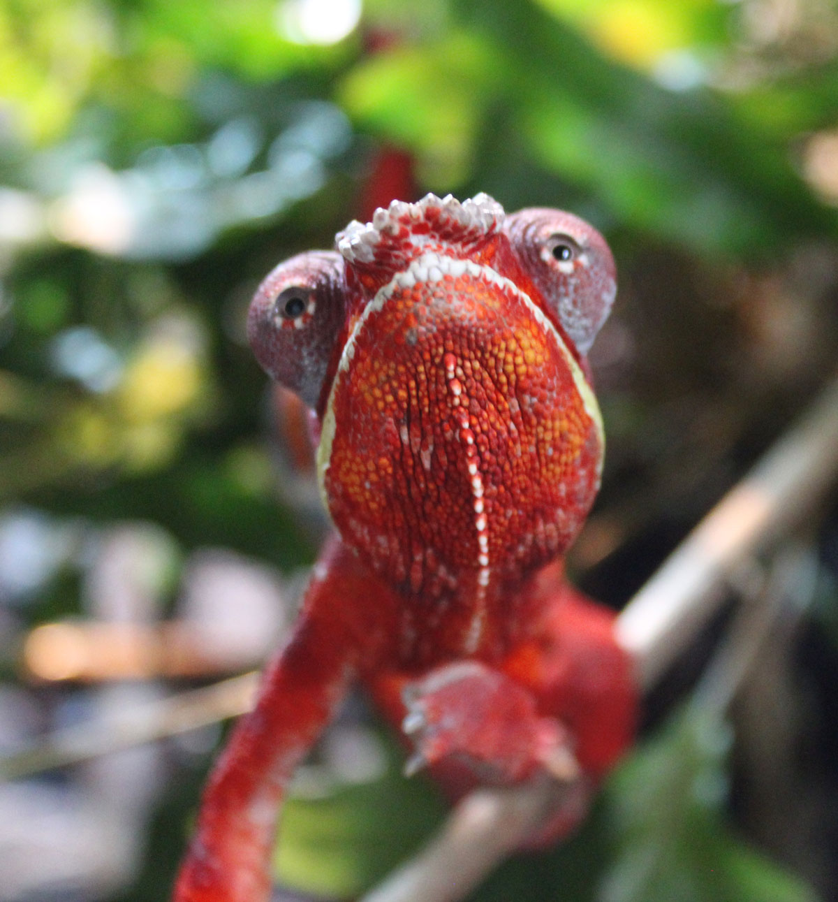 Panther Chameleons For Sale - Chromatic Chameleons