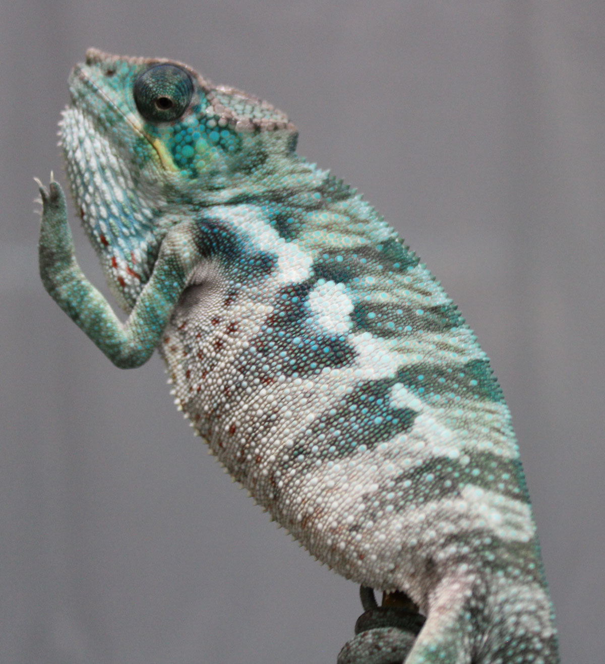 Panther Chameleons For Sale - Chromatic Chameleons