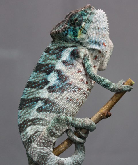 Panther Chameleons For Sale - Chromatic Chameleons