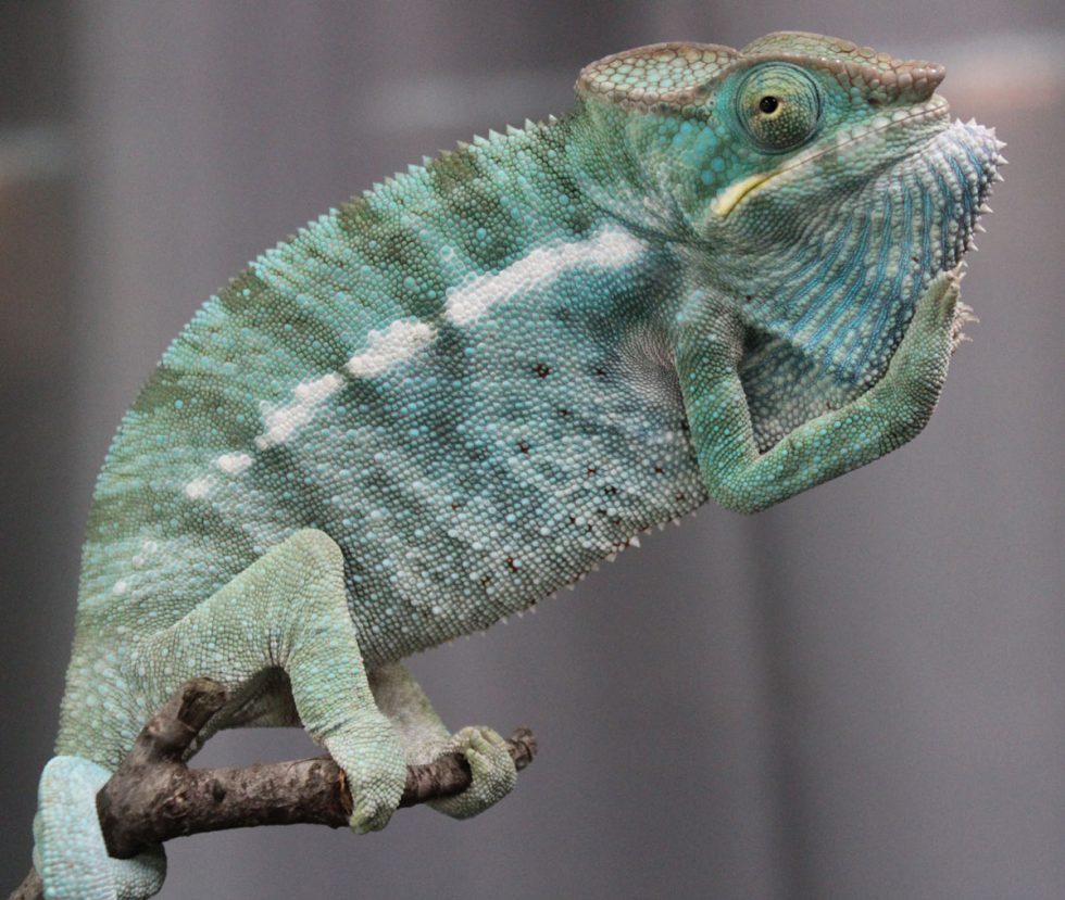 Panther Chameleons For Sale - Chromatic Chameleons