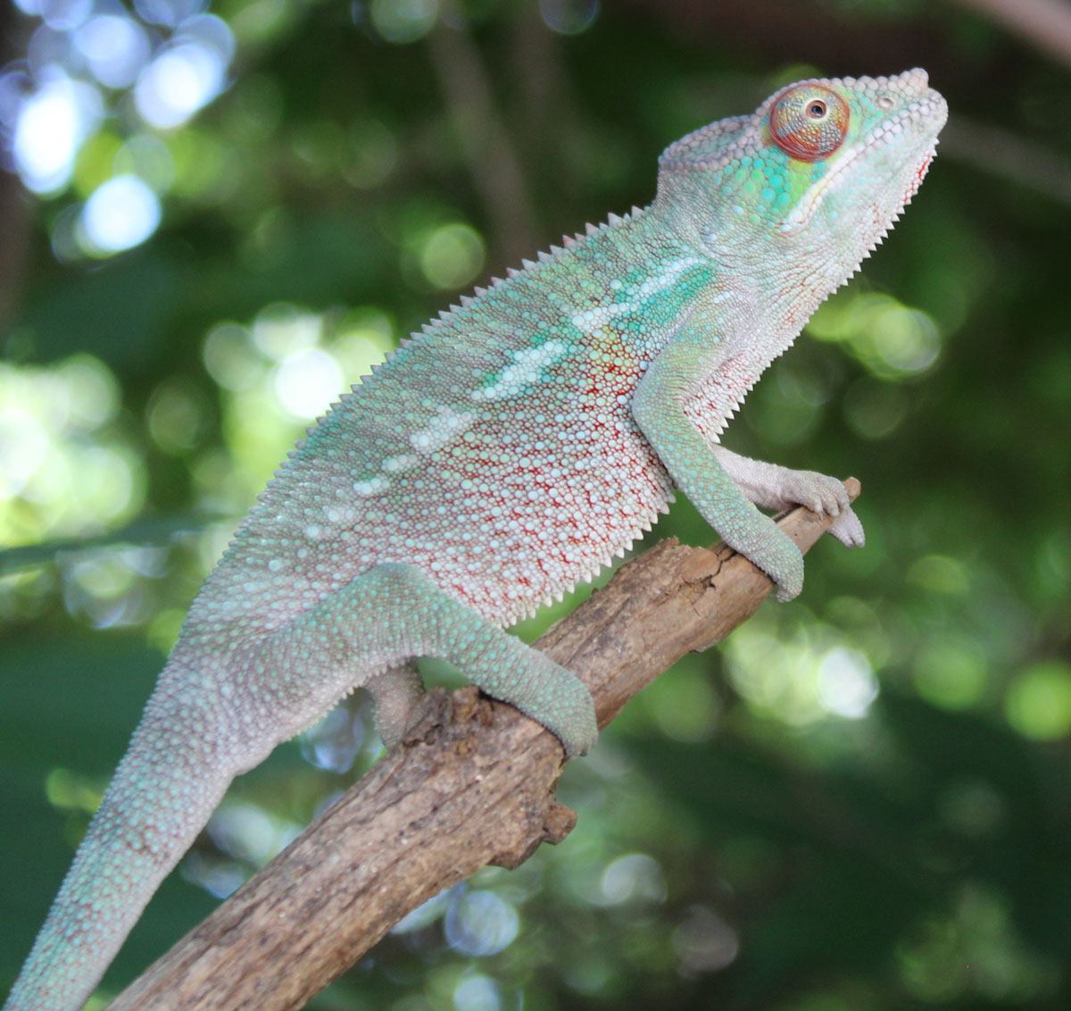 Panther Chameleon For Sale - Chromatic Chameleons