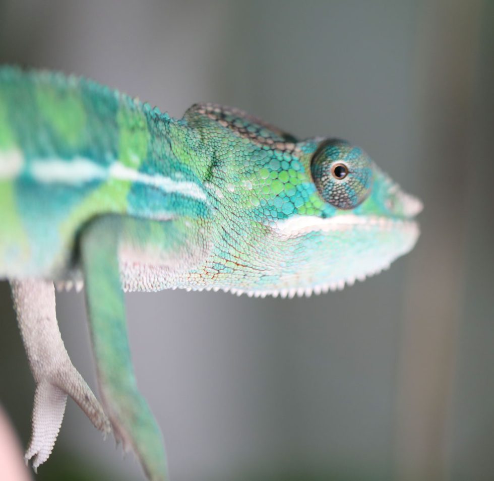 Panther Chameleons For Sale - Chromatic Chameleons