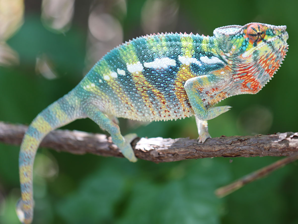 Panther Chameleons For Sale - Chromatic Chameleons