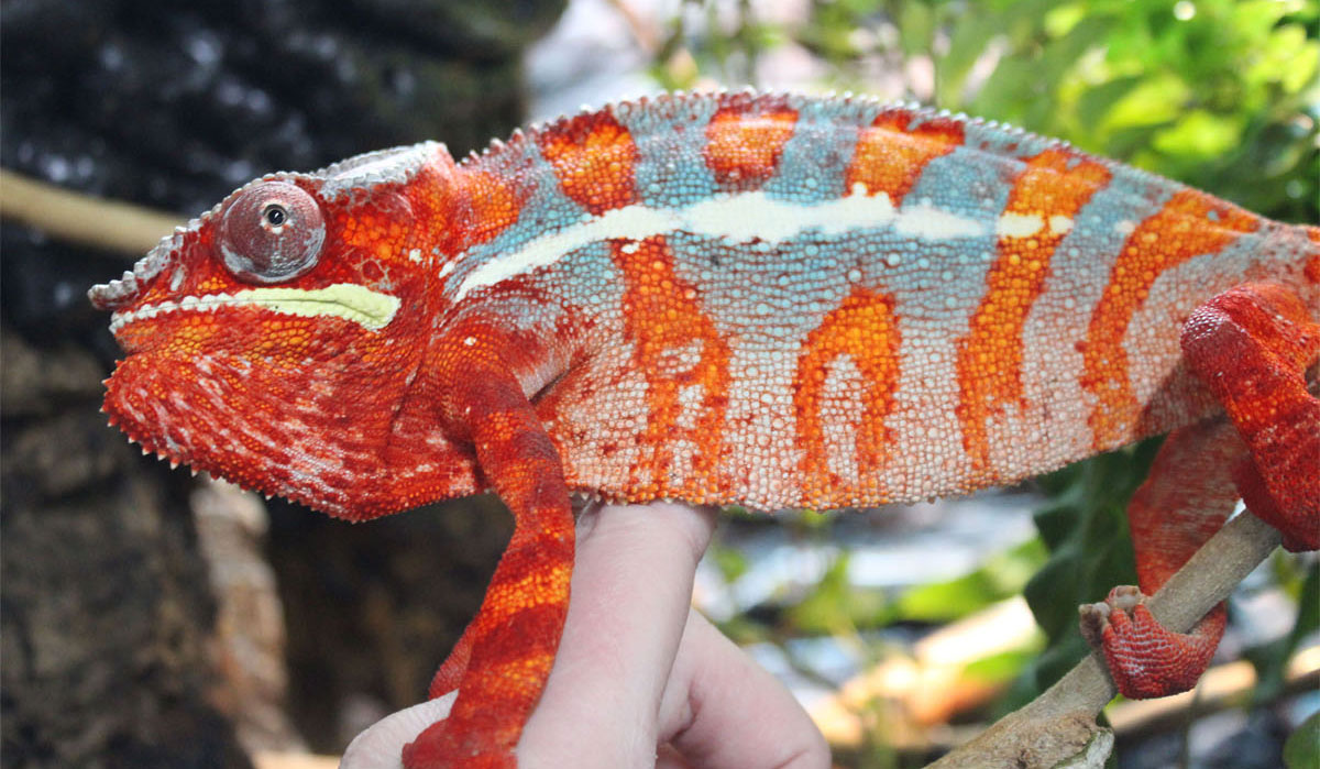 Male Ambilobe Panther Chameleon