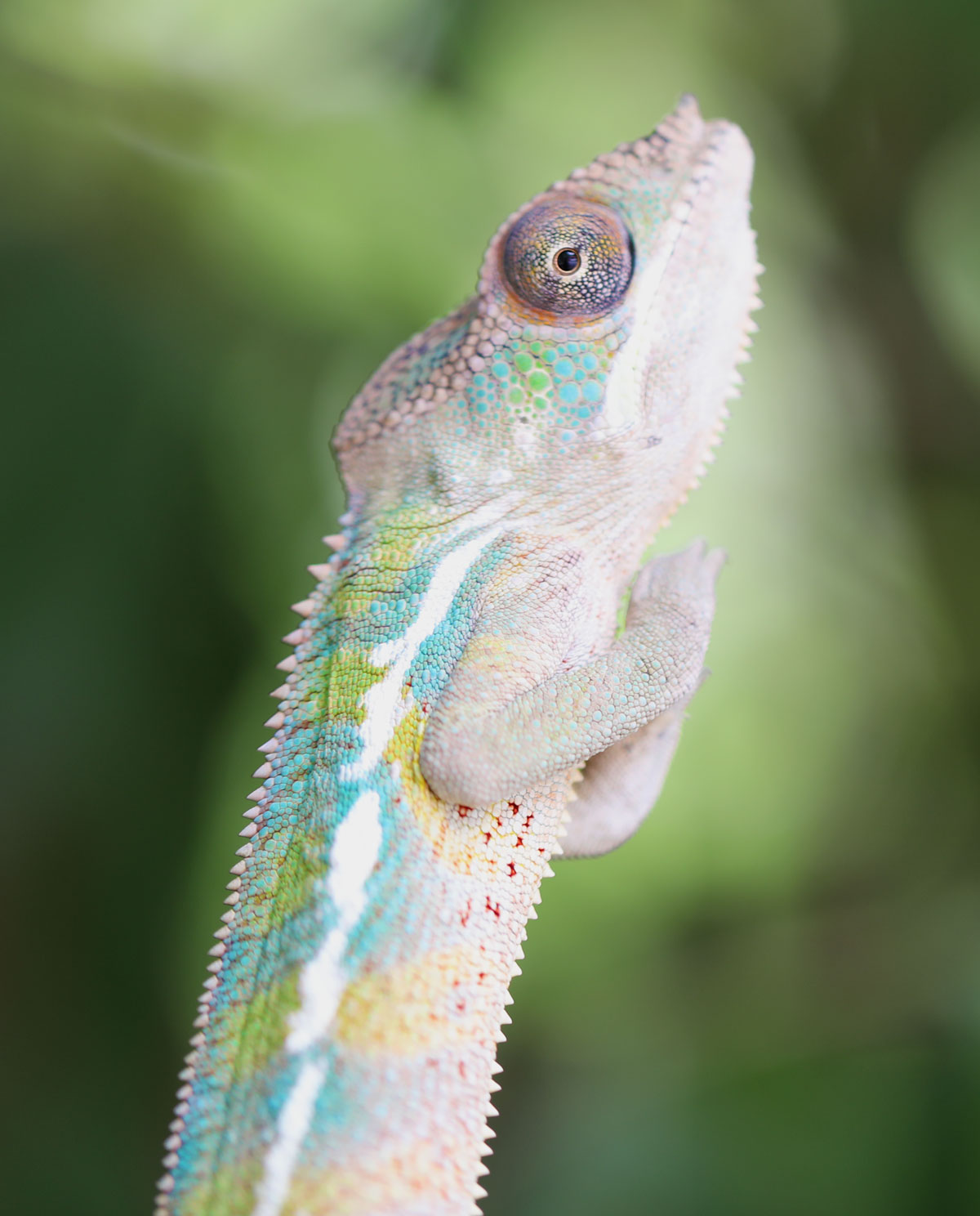 Male Ambilobe Panther Chameleon for Sale