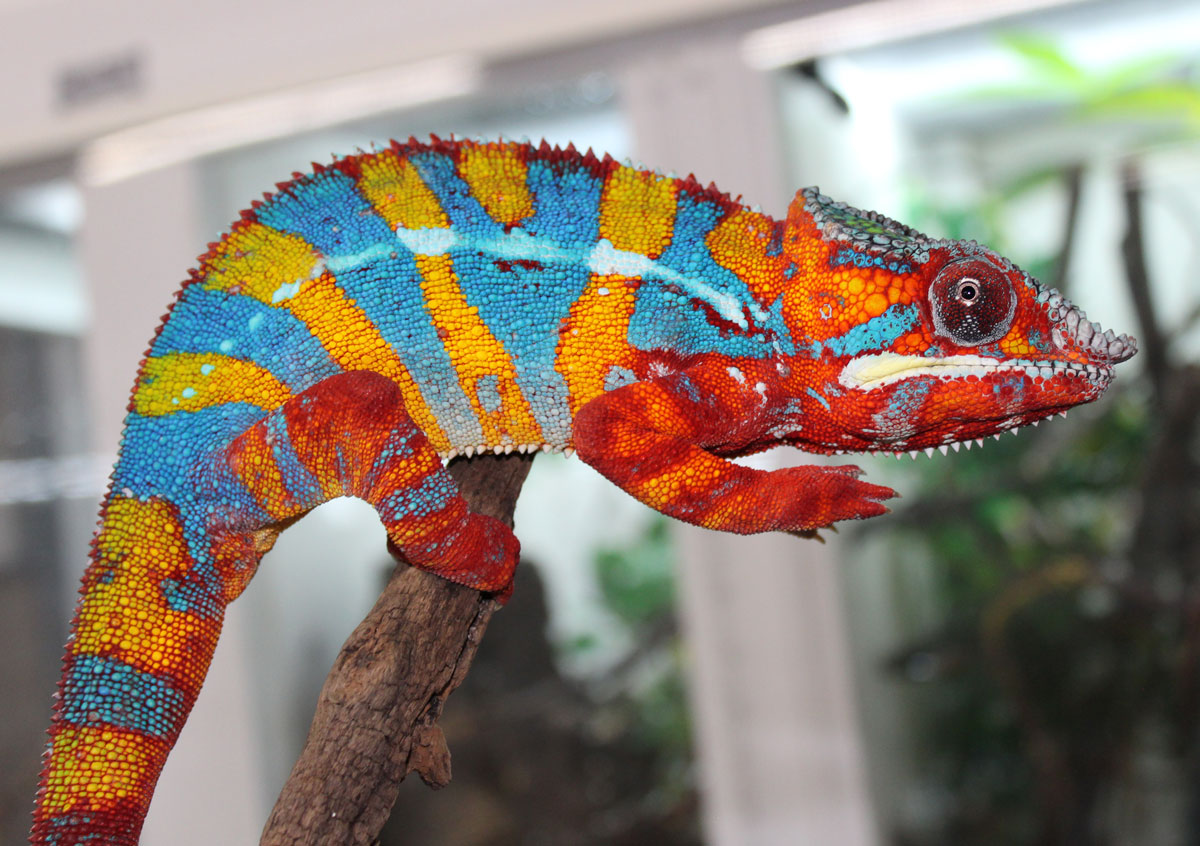 Male Ambilobe Panther Chameleon