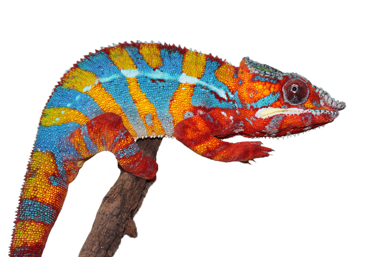 Male Ambilobe Panther chameleon