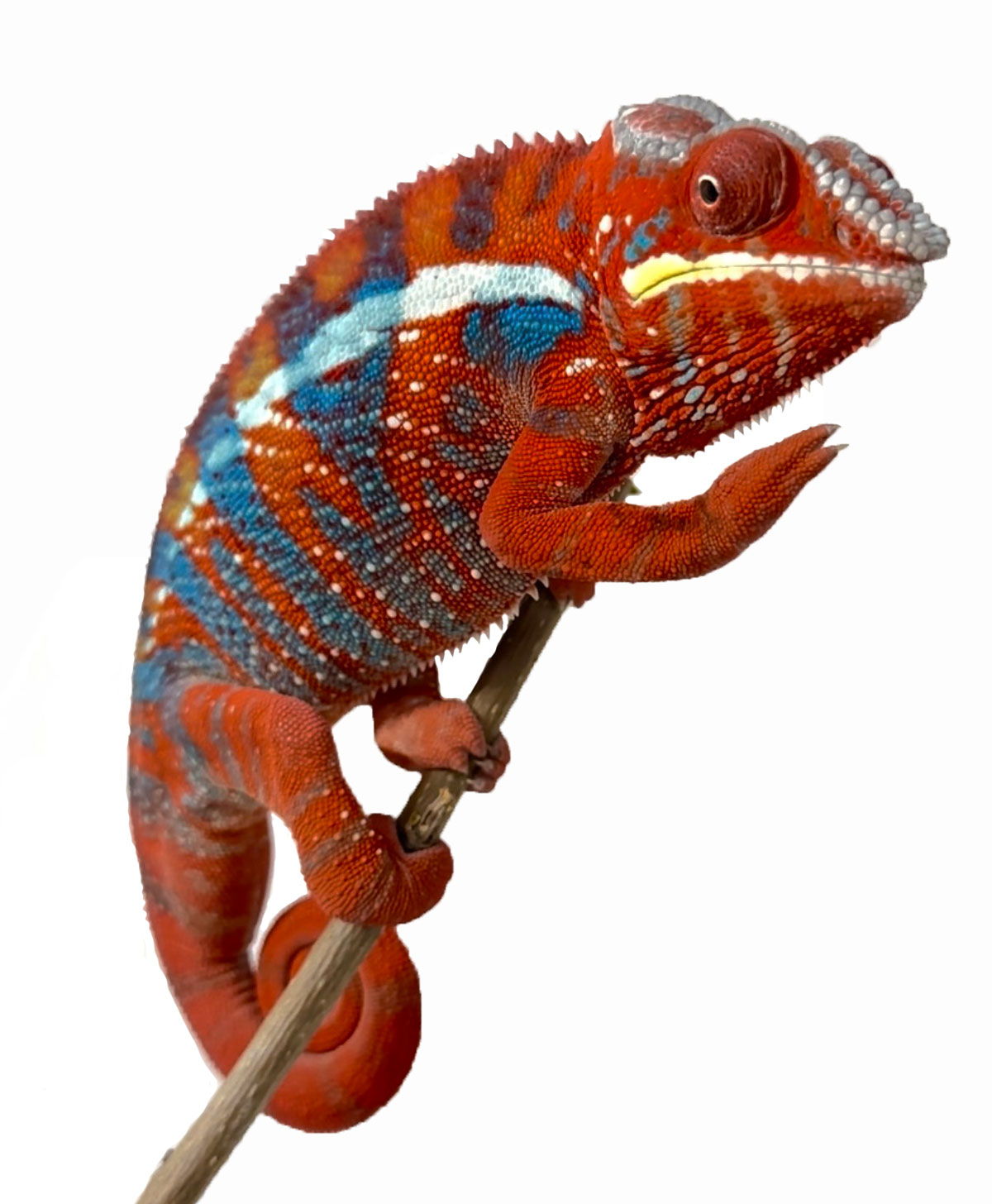 Red Body Blue Bar Ambilobe Panther Chameleon 