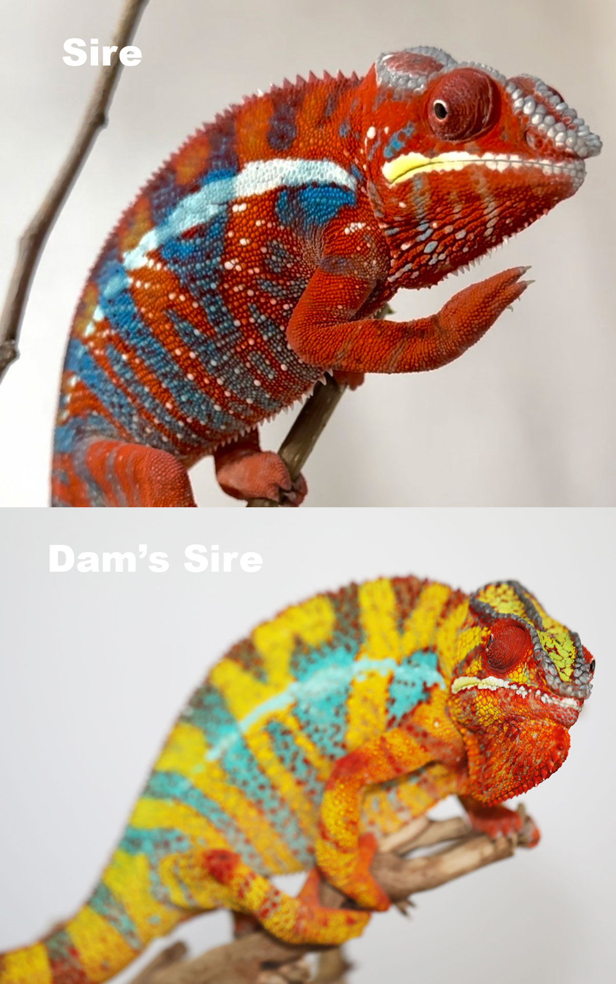 Male Ambilobe Panther Chameleon for Sale