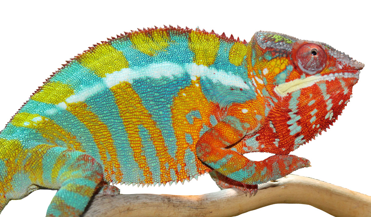 Yellow Body Blue Bar Ambilobe Panther Chameleon