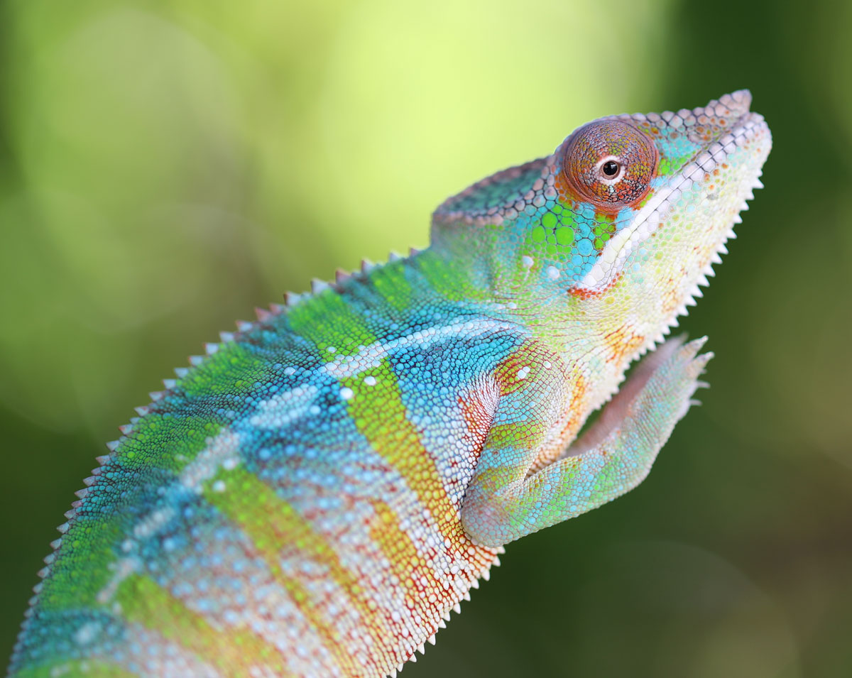 Male Ambilobe Panther Chameleon for Sale