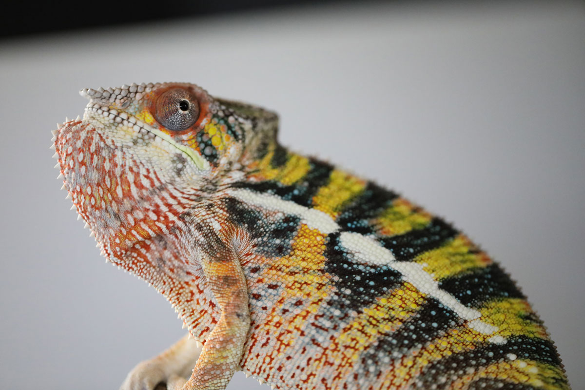 Male Ambilobe Panther Chameleon for Sale