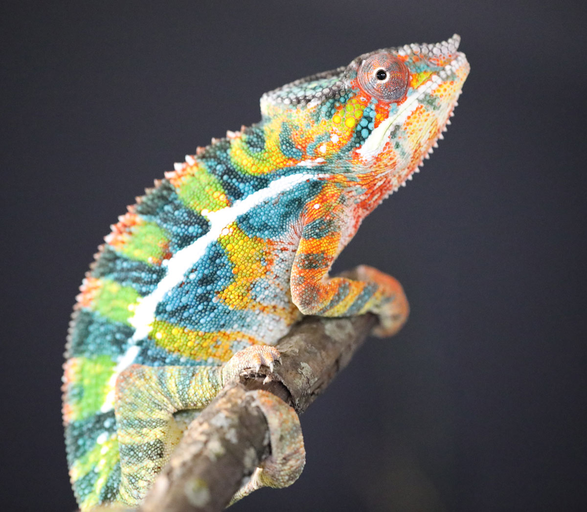 Male Ambilobe Panther Chameleon for Sale