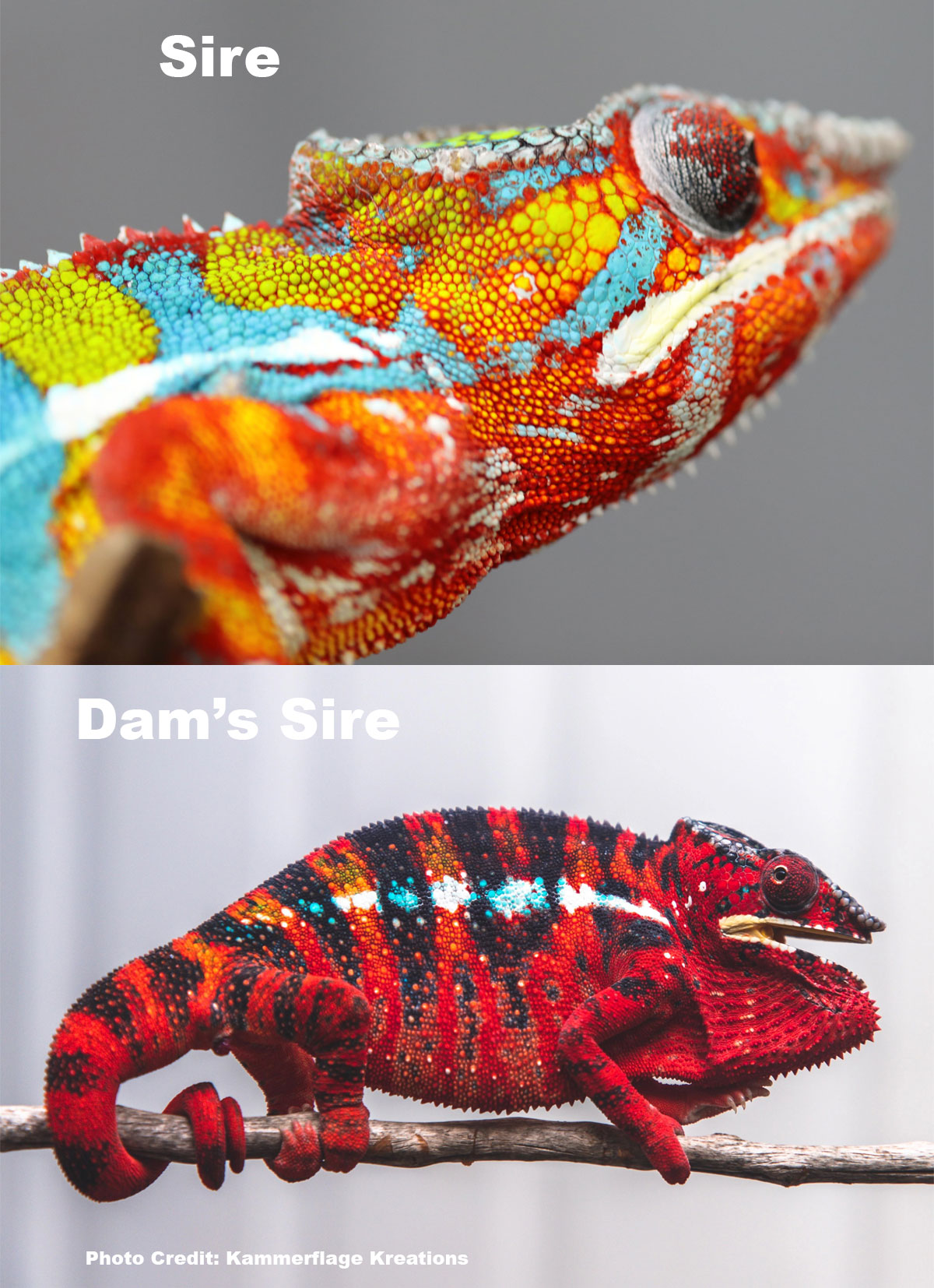 Ambilobe Panther Chameleons for Sale