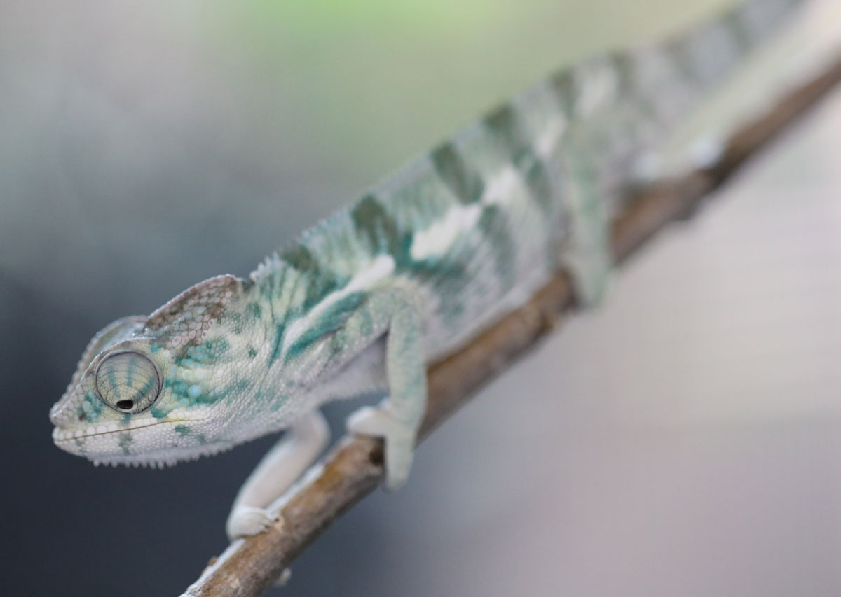 Male Nosy Be Panther Chameleon for Sale