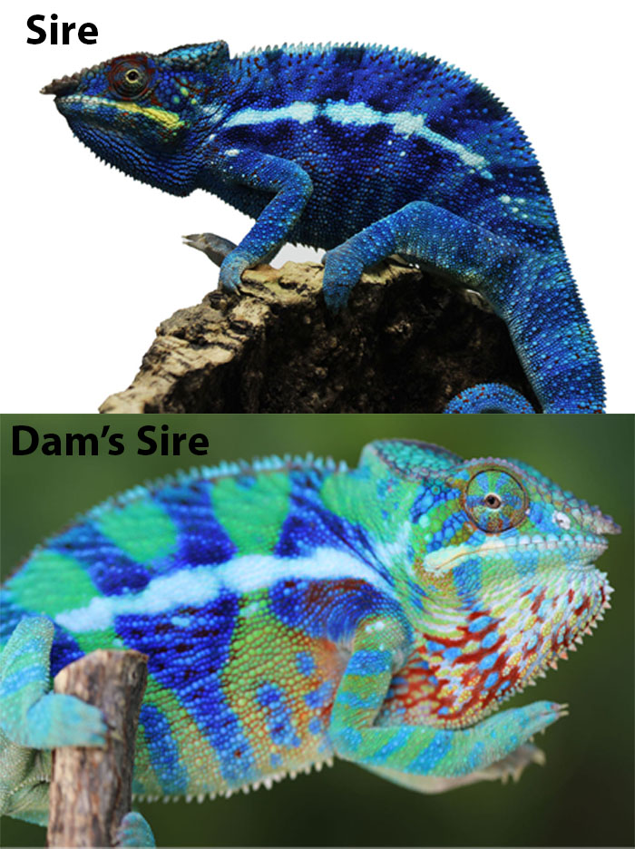 Blurple Ambanja Panther Chameleon for Sale