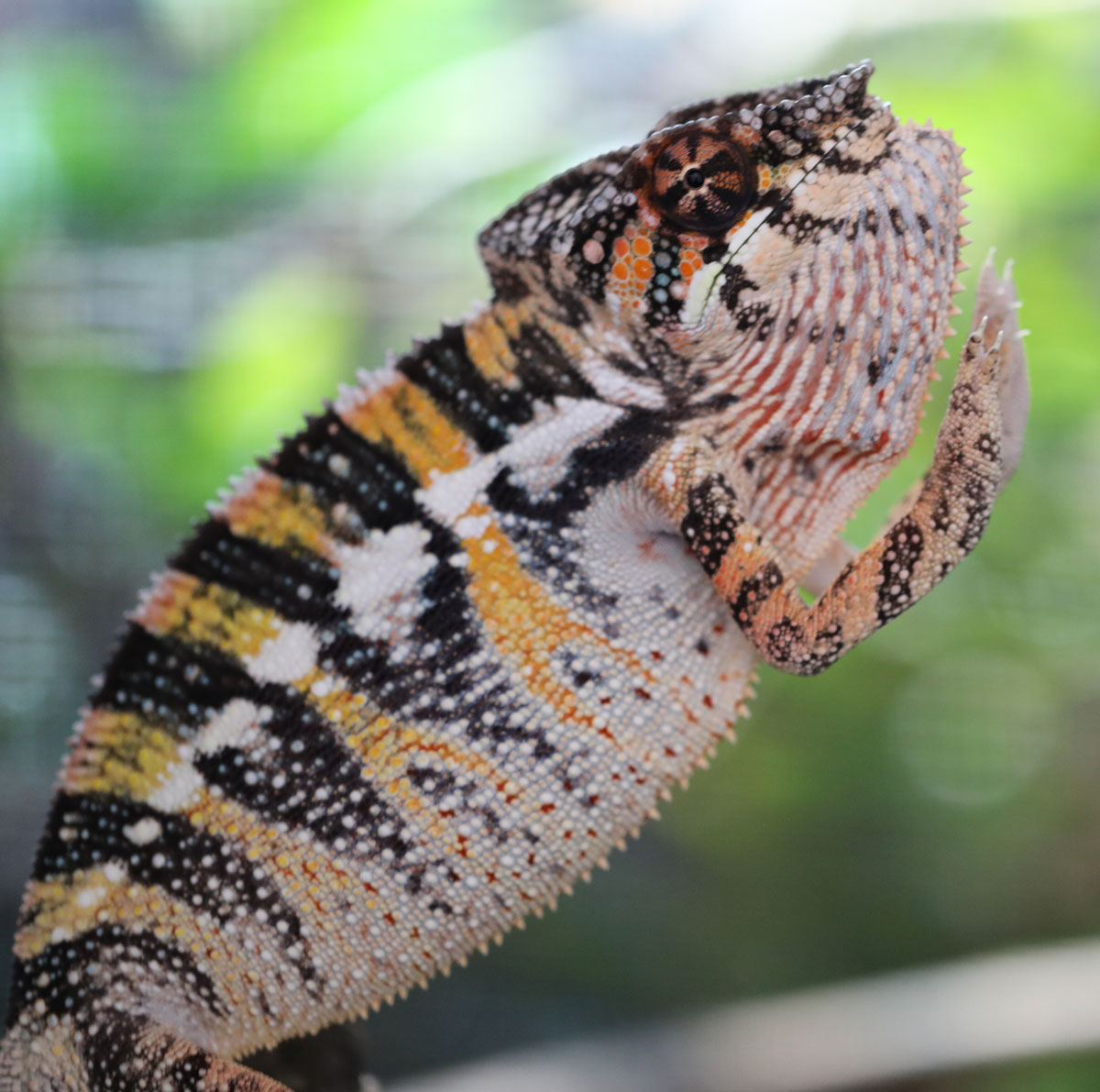 Male Ambilobe Panther Chameleon for Sale