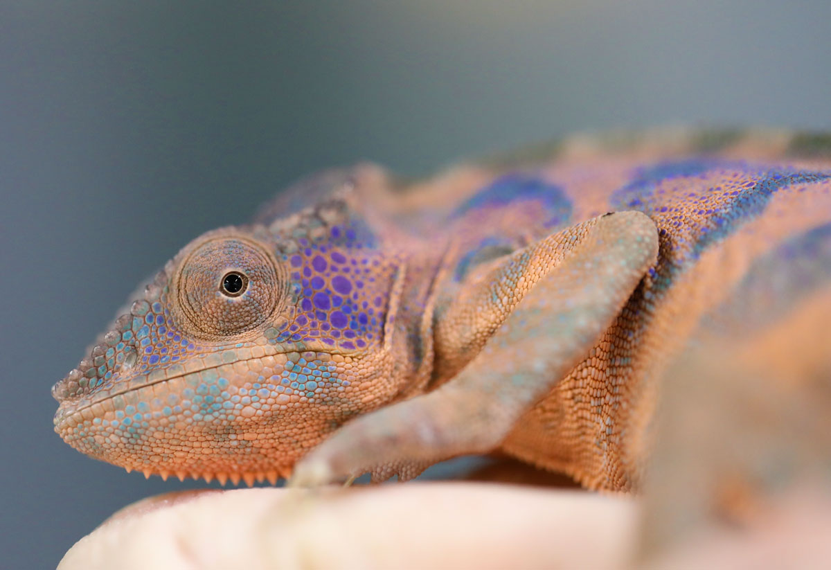 Female Nosy Be Panther Chameleon for Sale