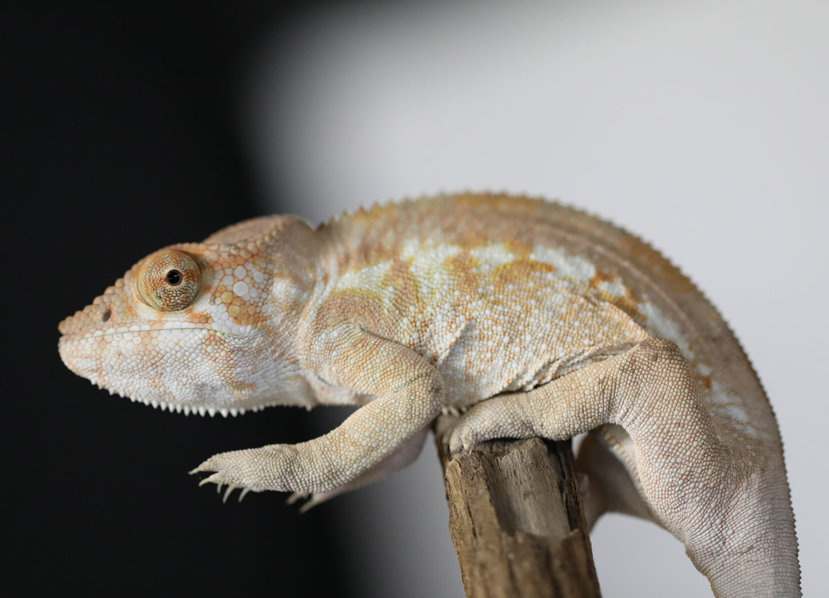 Female Ambilobe Panther Chameleon for Sale