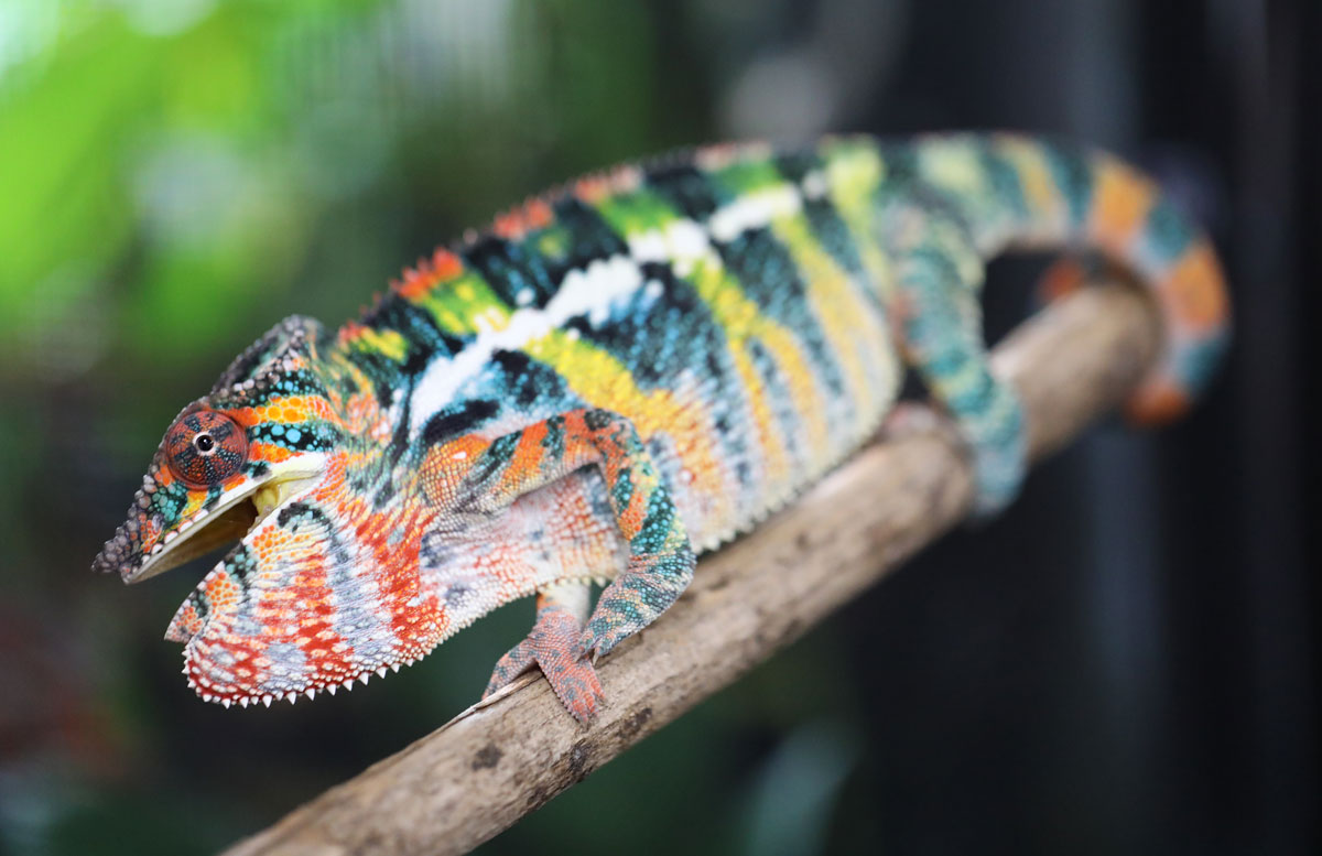 Male Ambilobe Panther Chameleon for Sale